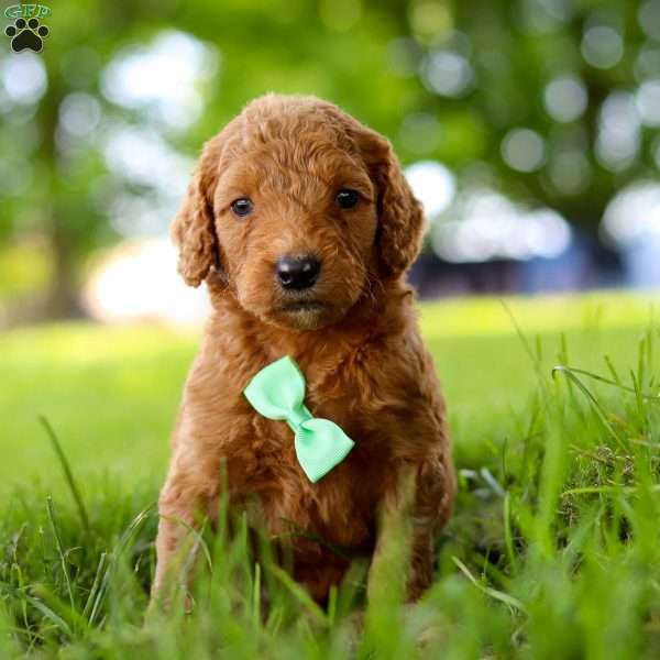 Ripple, Goldendoodle Puppy